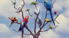 Скільки років живе папуги в природі і вдома